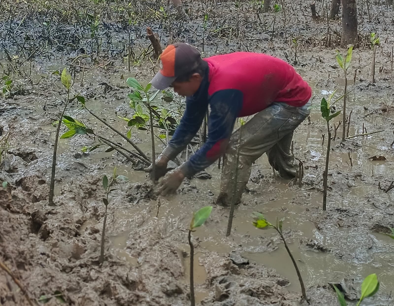 Mangrove Activity